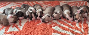 Americký stafordšírský teriér s PP - 11