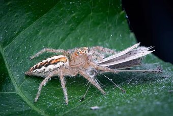 Pergear 100mm F2.8 Full Frame 2X Ultra Macro L mount, nové - 11