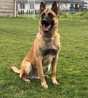šteniatka kríženec nemecko-belgický ovčák (cross) - 11