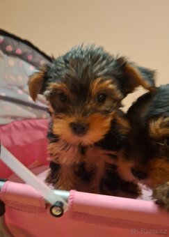 Jorkšírský teriér bez pp - 11