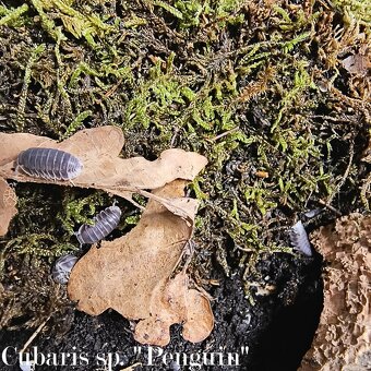 ISOPODY·STÍNKY - Fauna trhy Ostrava 14.12. - 11