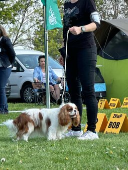 Cavalier King Charles spaniel - 11