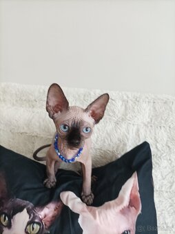 Kanadský sphynx - 11