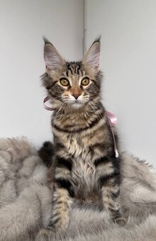 Mainská mývalí koťátka s PP - 11