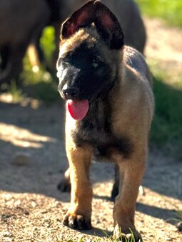 BELGICKÝ OVČÁK MALINOIS - 11