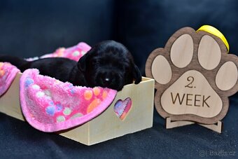 ŠTĚŇATA - LABRADORA - LABRADORSKÉHO RETRIEVERA S PP - 11