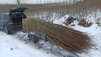 Sadba japonského topolu - 11