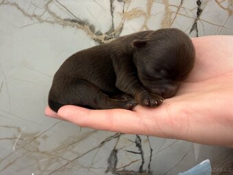 Jorkšírsky teriér s PP Fenky & kluci - 11