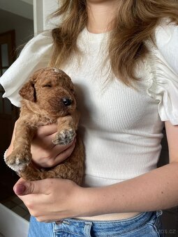 Štěňátka F2 Goldendoodle - 11