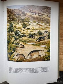 Paleontologie obratlovců. V.  Špinar, Zdeněk Burian - 11
