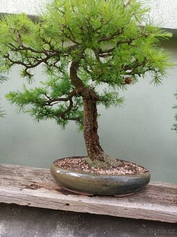 bonsai, bonsaj - 11