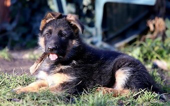 Německý ovčák - 11