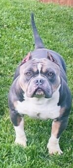 American bully štěňátka - 11