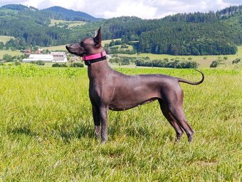 Peruánsky a Mexický naháč - 11