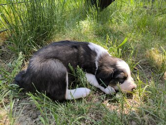 Border kolie - 11
