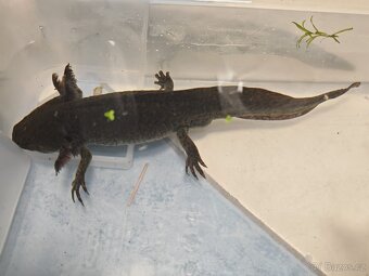 Axolotl - Mexický dráček - Axík Axelotl - 11