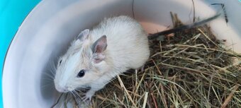 Osmák Degu s VP - 11