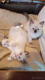 Kotátka Ragdoll bez PP - 11