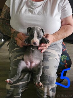 Štěňátka Pitbulla prodám - 11