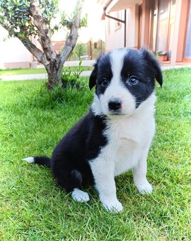Border kolie - 11