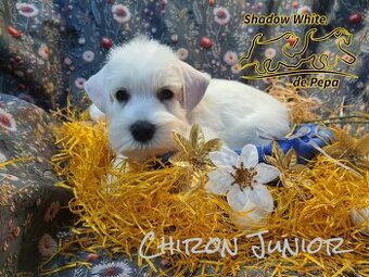 Shadow White de Pepa - knírač malý bílý - 11