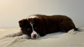 ŠTĚŇÁTKO BORDER KOLIE - 11