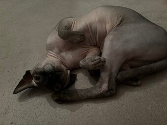 Prodám kočky sphynx - 11