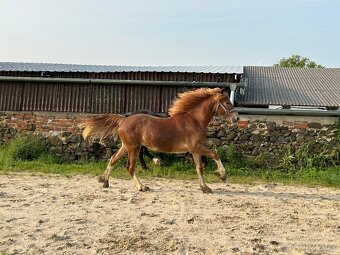 welsh cob D válašek - 11