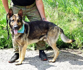 RENE K ADOPCI - 3 ROKY,KAMARÁDSKÝ,ZVĚDAVÝ,HRAVÝ - - 11