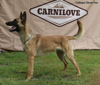 Belgický ovčák Malinois - 11