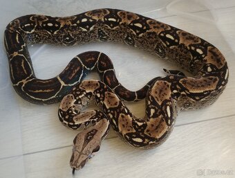 Boa imperator - DH Leopard VPI T+ Albino - 11