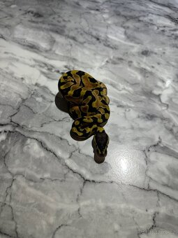 Krajta Královská Python regius Volná mláďata :) - 11