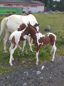 Prodám valacha  american paint horse - 11