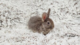 Zakrslý králík, králíček -(REX)-DAMIAN - 11