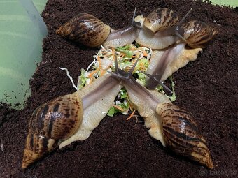 Oblovka síťkovaná (Lissachatina reticulata) 🐌 - 11
