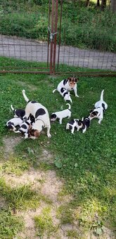 Štěňata Jack Russell Teriér - 11