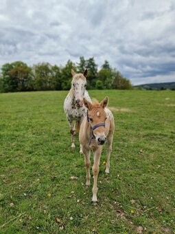 Appaloosa/Quarter horse - 11