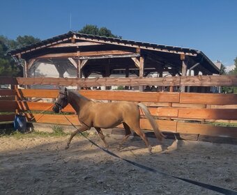 Pony do sportu - 11