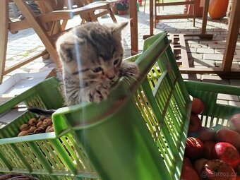 Daruji koťátka - 11