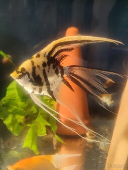 Prodej akvarijních ryb - 11