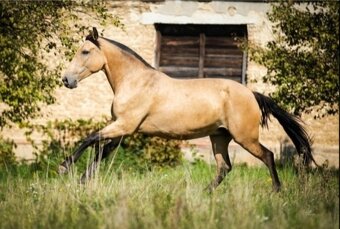LUSITANO klisna s PP nar.v ČR - 11