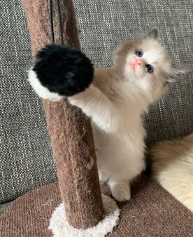❤️🌟Nádherná kočička Ragdoll s PP - 11