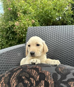 štěňata labrador a Bílá Fenka – připravena k odběru - 11