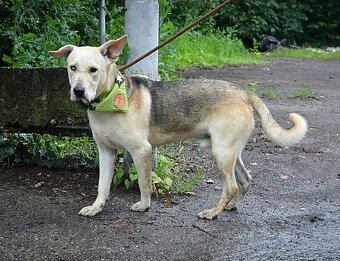 DELISO K ADOPCI - 2 ROKY, HODNÝ, KLIDNÝ,KONTAKTNÍ - 11