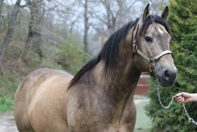 Připouštění - plemenný hřebec AQH buckskin SM MITO COMMANDER - 11