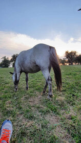 Pony, minihorse - 11