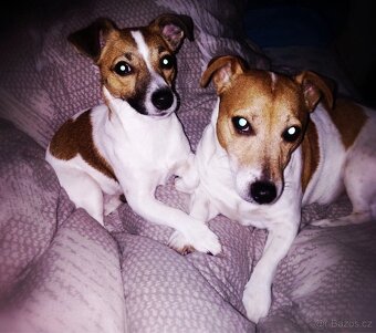Jack Russell - 11