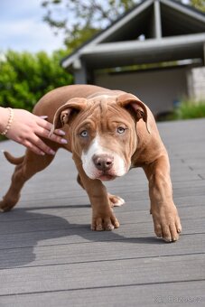 American Bully šteniatka s pp na predaj - 11
