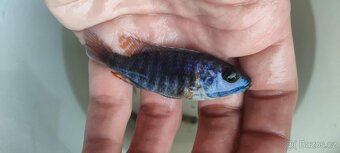 Tlamovci Malawi 15 - 11