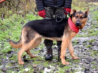 FIBI K ADOPCI - HODNÉ ZLATÍČKO, ZASLOUŽÍ SI MILUJÍCÍ RODINU - 11